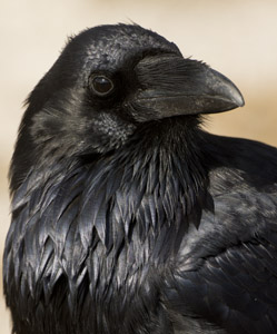 raven